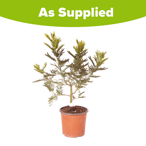 Flowering Mimosa Bush Flowering Mimosa Bush