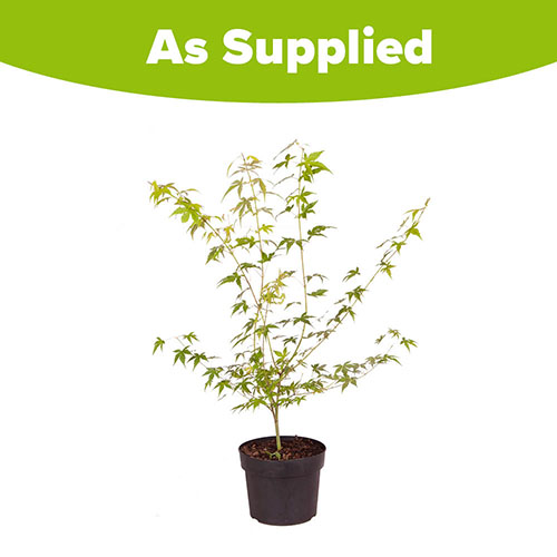 Acer palmatum Katsura Acer palmatum Katsura