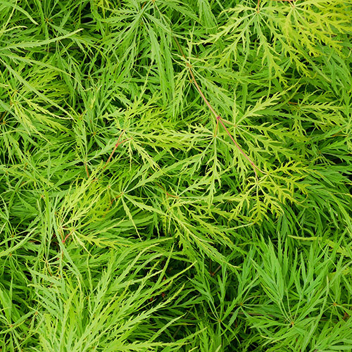 Acer palmatum Emerald Lace Acer palmatum Emerald Lace