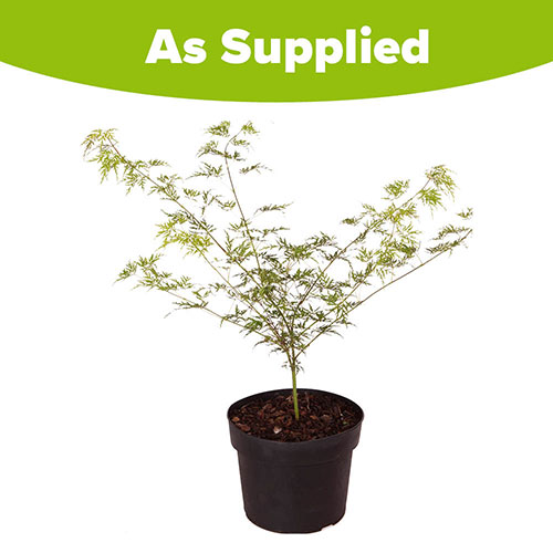 Acer palmatum Emerald Lace Acer palmatum Emerald Lace