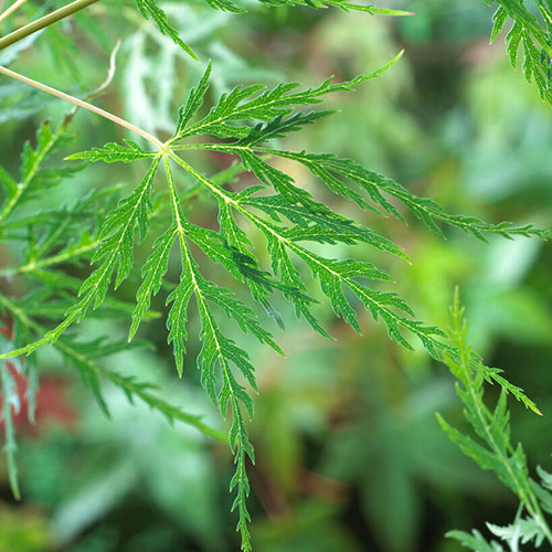 Acer palmatum Japanese Maples Set of 3 Acer palmatum Japanese Maples Set of 3