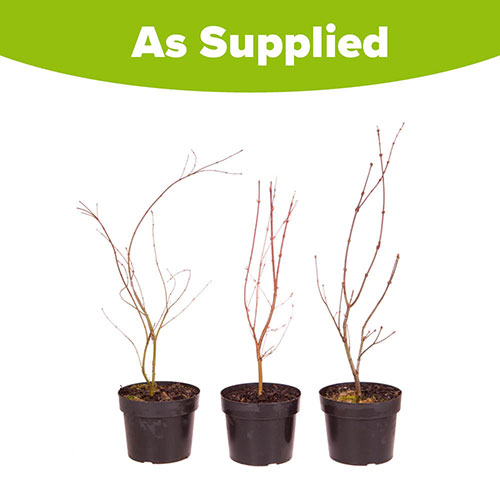 Acer palmatum Japanese Maples Set of 3 Acer palmatum Japanese Maples Set of 3