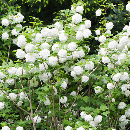 Viburnum opulus Roseum Snowball Tree Viburnum opulus Roseum Snowball Tree