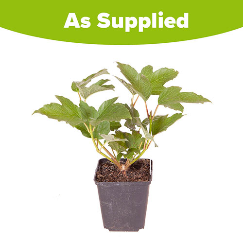 Viburnum opulus Roseum Snowball Tree Viburnum opulus Roseum Snowball Tree