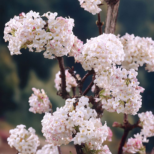 Viburnum bodnantense Charles Lamont