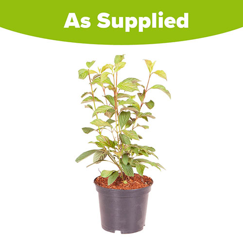 Viburnum bodnantense Charles Lamont Viburnum bodnantense Charles Lamont