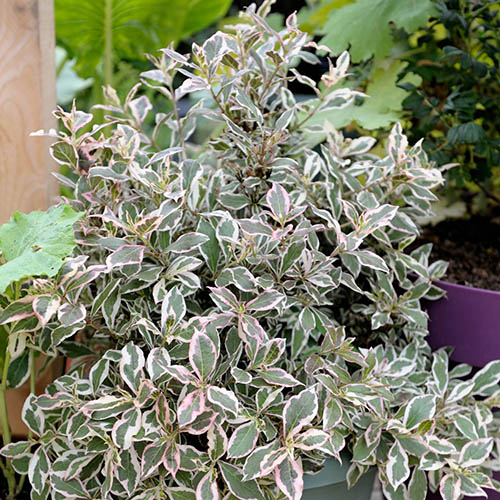 Weigela florida Monet Weigela florida Monet