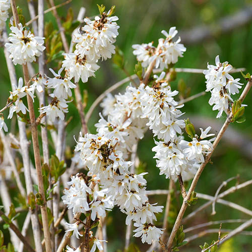 White Forsythia Abeliophyllum distichum White Forsythia Abeliophyllum distichum