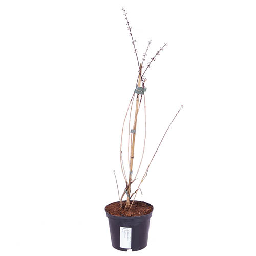 White Forsythia Abeliophyllum distichum White Forsythia Abeliophyllum distichum