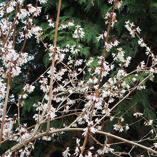 White Forsythia Abeliophyllum distichum White Forsythia Abeliophyllum distichum