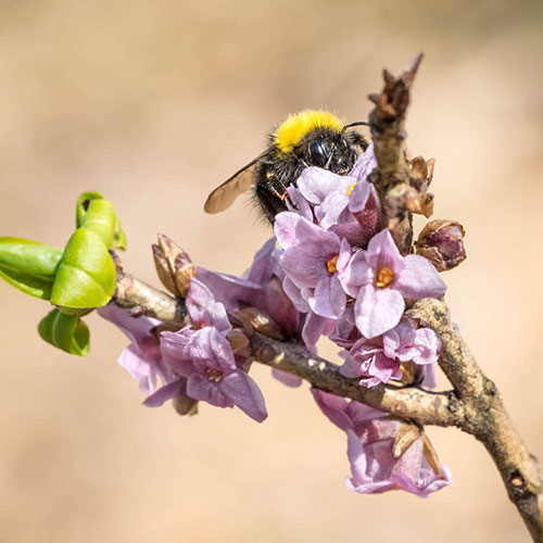 Daphne Pink Fragrance Daphne Pink Fragrance