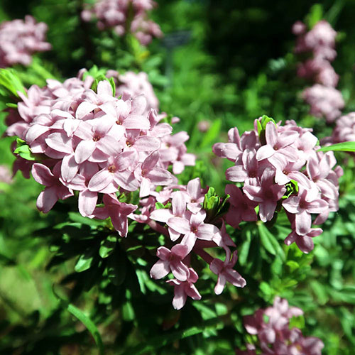 Daphne Pink Fragrance Daphne Pink Fragrance