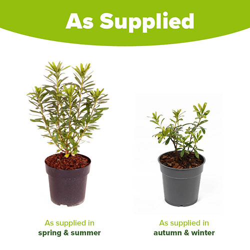 Daphne Pink Fragrance Daphne Pink Fragrance