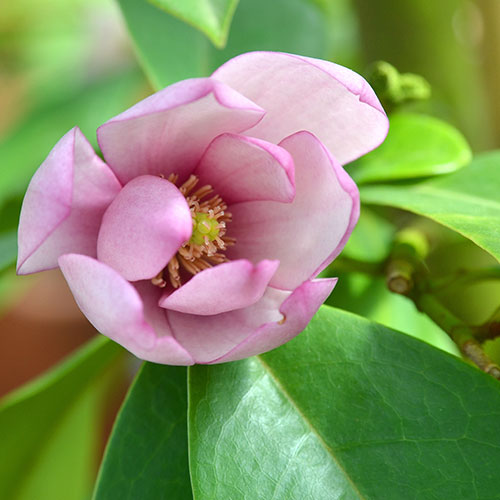 Magnolia Fairy Blush Magnolia Fairy Blush
