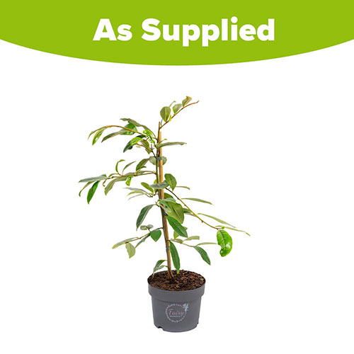 Magnolia Fairy Blush Magnolia Fairy Blush