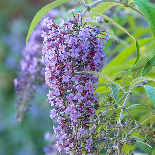 Buddleia davidii Wisteria Lane Buddleia davidii Wisteria Lane