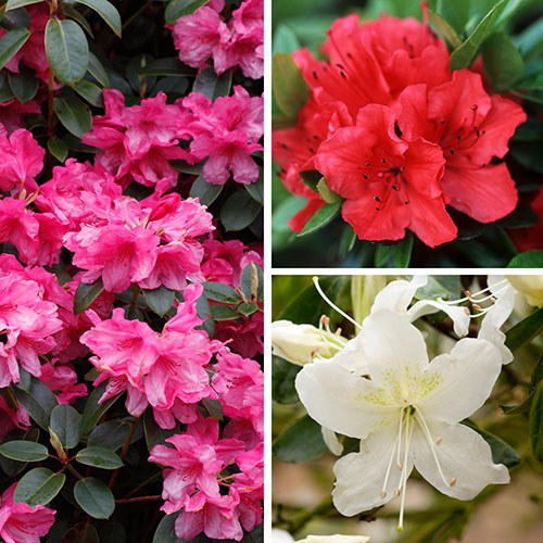 Rhododendrons (Japanese Azalea)
