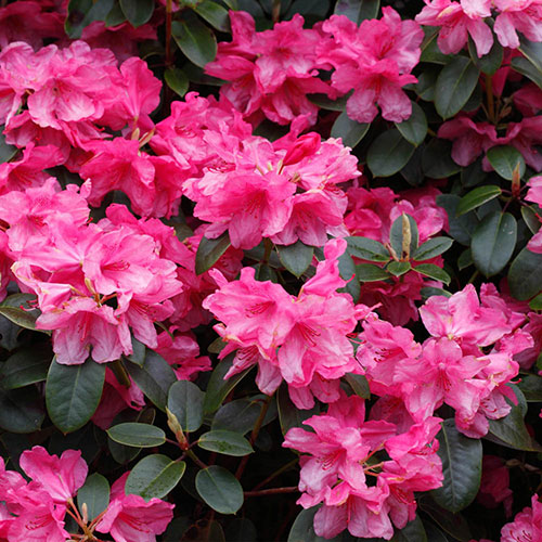 Rhododendrons (Japanese Azalea) Rhododendrons (Japanese Azalea)