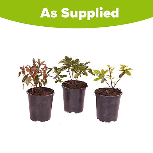 Rhododendrons (Japanese Azalea) Rhododendrons (Japanese Azalea)