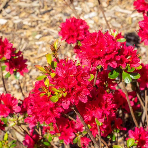 Rhododendrons (Japanese Azalea) Rhododendrons (Japanese Azalea)