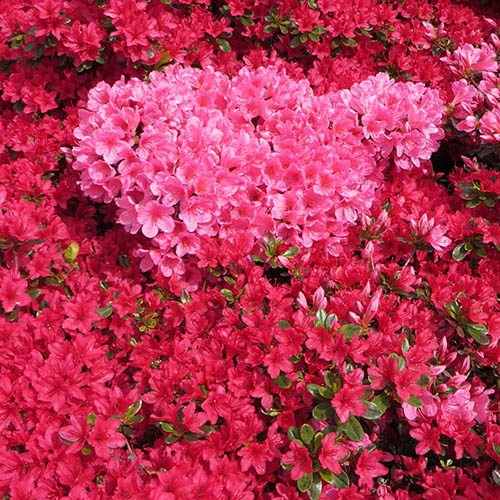Rhododendrons (Japanese Azalea) Rhododendrons (Japanese Azalea)