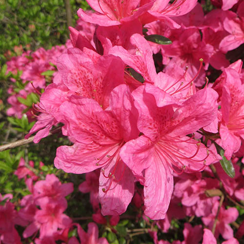 Rhododendrons (Japanese Azalea) Rhododendrons (Japanese Azalea)