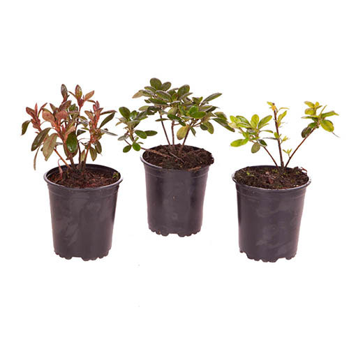 Rhododendrons (Japanese Azalea) Rhododendrons (Japanese Azalea)