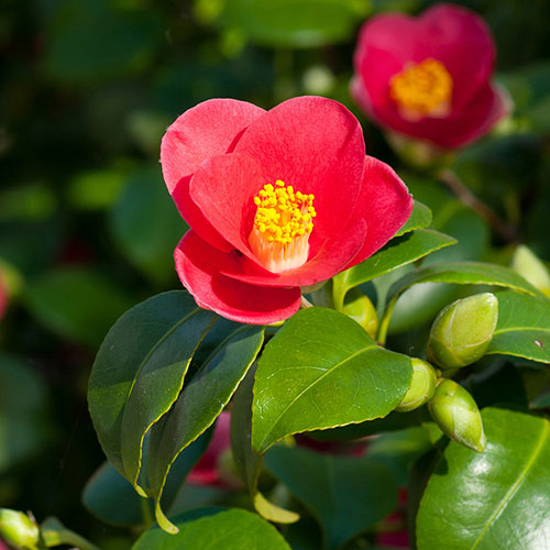 Camellia vernalis Yuletide Camellia vernalis Yuletide