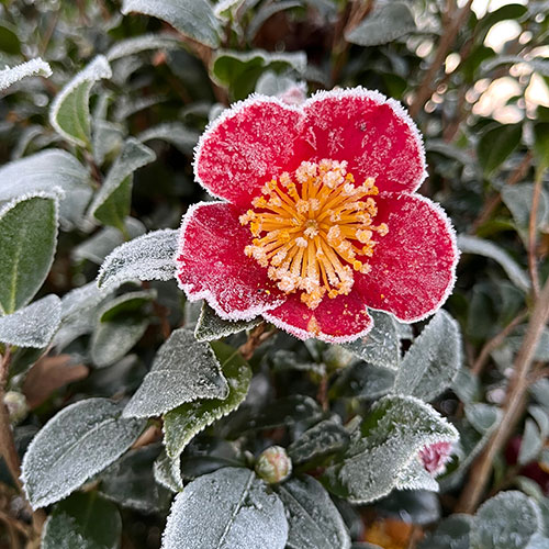 Camellia vernalis Yuletide Camellia vernalis Yuletide