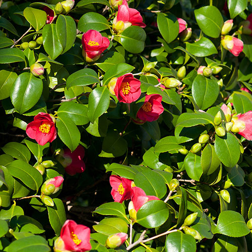 Camellia vernalis Yuletide Camellia vernalis Yuletide