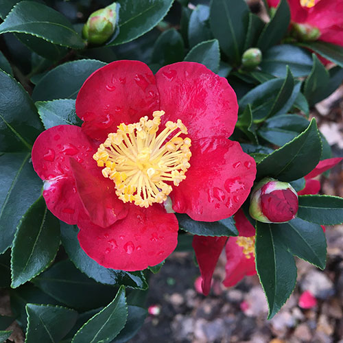 Camellia vernalis Yuletide Camellia vernalis Yuletide