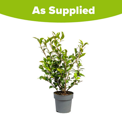 Camellia vernalis Yuletide Camellia vernalis Yuletide