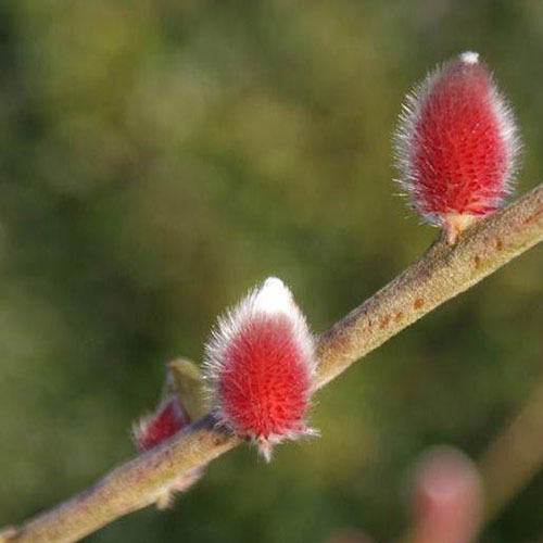 Mount Aso Japanese Pink Pussy Willow Salix gracilistyla Mount Aso Japanese Pink Pussy Willow Salix gracilistyla
