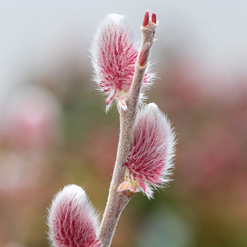 Mount Aso Japanese Pink Pussy Willow Salix gracilistyla Mount Aso Japanese Pink Pussy Willow Salix gracilistyla