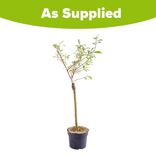 Mount Aso Japanese Pink Pussy Willow Salix gracilistyla Mount Aso Japanese Pink Pussy Willow Salix gracilistyla