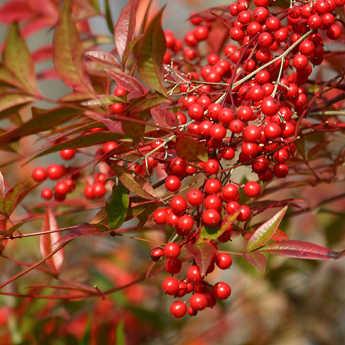 Nandina Fire Power Nandina Fire Power