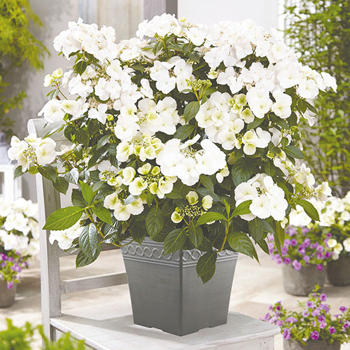 Hydrangea Runaway Bride Hydrangea Runaway Bride