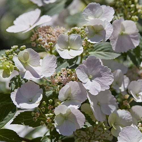 Hydrangea Runaway Bride Hydrangea Runaway Bride