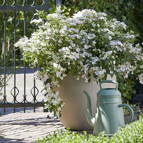 Hydrangea Runaway Bride Hydrangea Runaway Bride