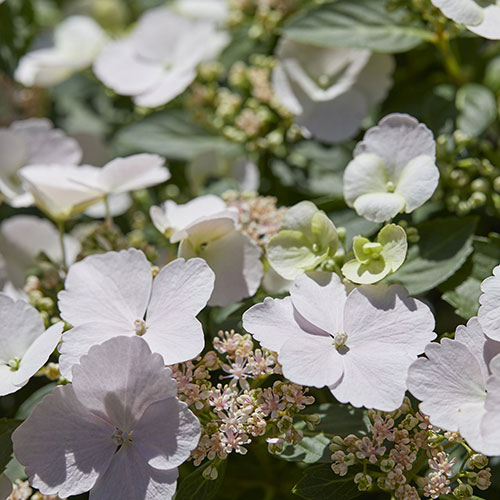 Hydrangea Runaway Bride Hydrangea Runaway Bride