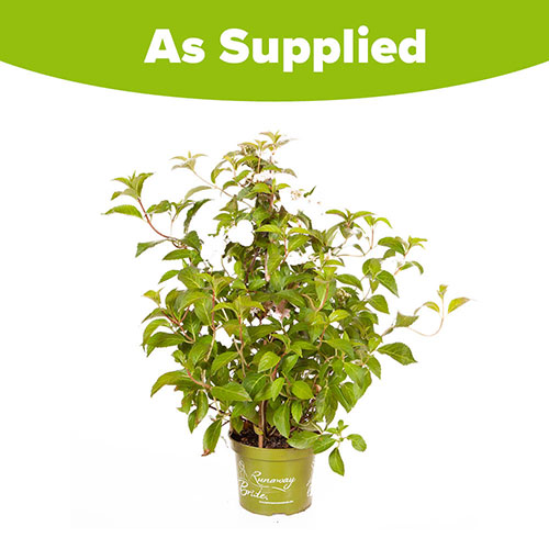 Hydrangea Runaway Bride Hydrangea Runaway Bride