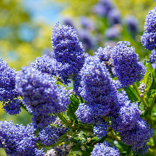 Ceanothus thyrsiflorus var. repens Californian Lilac Ceanothus thyrsiflorus var. repens Californian Lilac