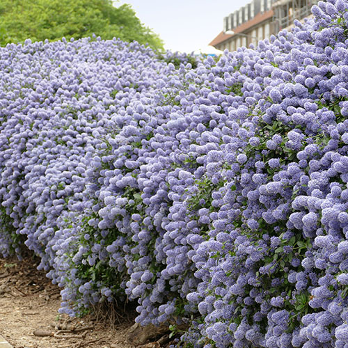 Ceanothus thyrsiflorus var. repens Californian Lilac Ceanothus thyrsiflorus var. repens Californian Lilac