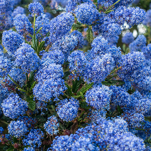 Ceanothus thyrsiflorus var. repens Californian Lilac Ceanothus thyrsiflorus var. repens Californian Lilac