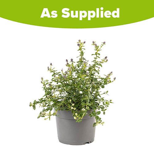 Ceanothus thyrsiflorus var. repens Californian Lilac Ceanothus thyrsiflorus var. repens Californian Lilac