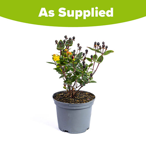 Hypericum Miracle Attraction Hypericum Miracle Attraction