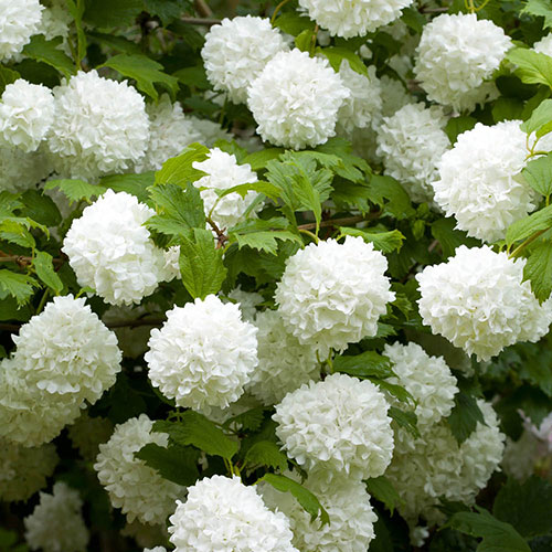 Snowball Tree Viburnum opulus Roseum