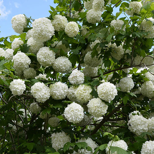 Snowball Tree Viburnum opulus Roseum Snowball Tree Viburnum opulus Roseum