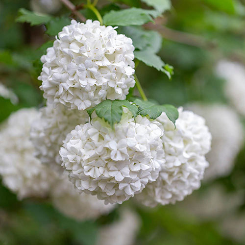Snowball Tree Viburnum opulus Roseum Snowball Tree Viburnum opulus Roseum