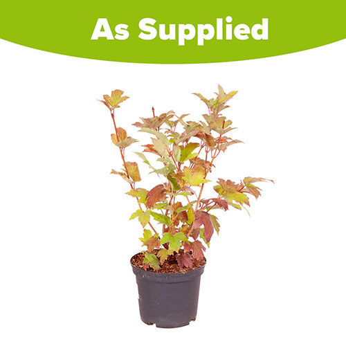 Snowball Tree Viburnum opulus Roseum Snowball Tree Viburnum opulus Roseum